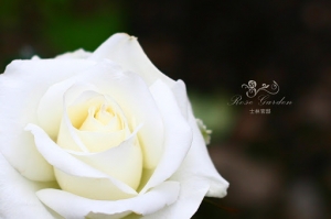士林官邸玫瑰花園