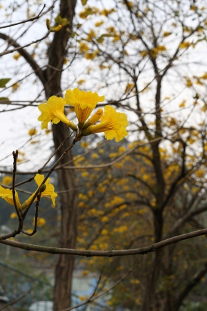 黃花風鈴木習拍