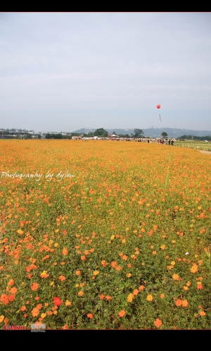 萬紫千紅之新社花海行!