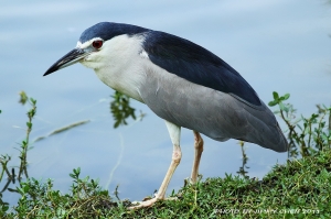 周末打鳥樂--BY好攝客