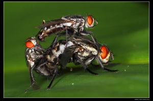 生態拼盤~~好攝客之生態隨拍(23)