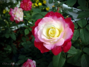 玫瑰玫瑰我愛你