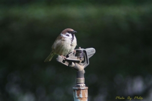 鳥天氣打打鳥