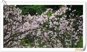 20090302三芝櫻花