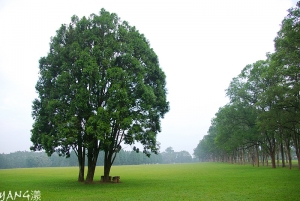 天灰灰的三育基督書院