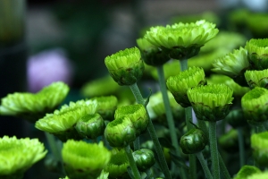 Sophies植物微距攝影集095(特別插花板)