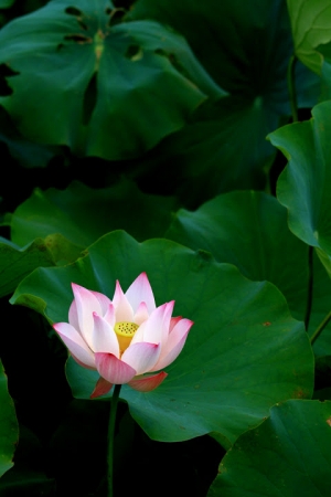 20110702新店台大農場