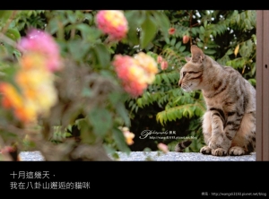 【隨意亂拍吧】十月這幾天，我在八卦山邂逅的貓咪