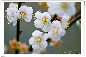 不經一番寒徹骨，焉得梅花撲鼻香