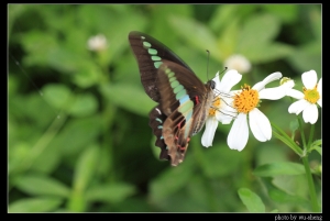 2008生態雜拍(十三)