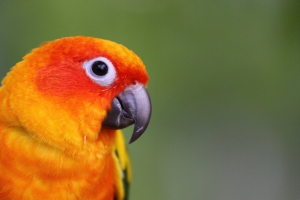 金太陽鸚鵡 by 小小白