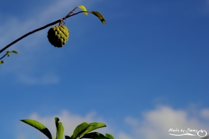 小釋迦的天空