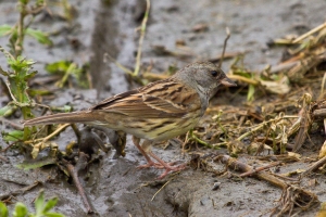 灰頭黑臉鵐(雄鳥)