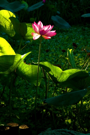 今日 曟之荷 一張留！