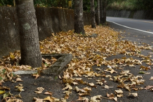 楓紅知秋