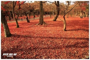 京都嵐山楓葉