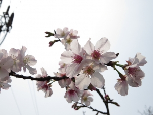 {SX50HS}石門大圳水圳路綠色廊