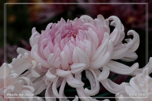 士林官邸~~~菊花展