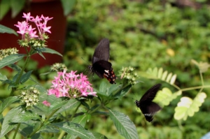 雙蝶共舞-玉帶鳳蝶求婚記