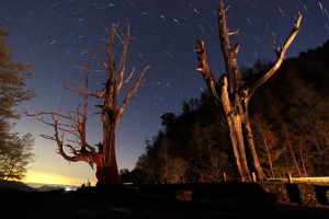 [舊照]夫妻樹夜曝