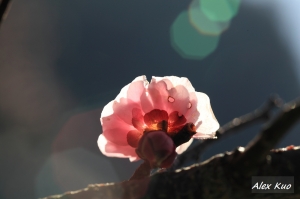 武陵賞櫻小品(一張流)