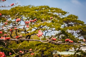 中正橋&nbsp;&nbsp;- 木棉花