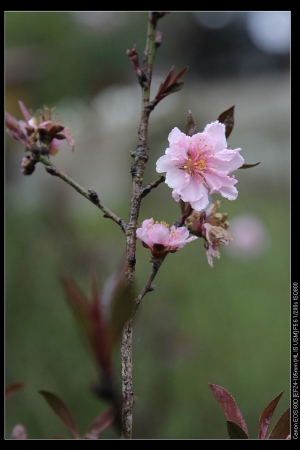 桃花舞春風