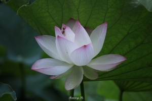 靜心湖_荷花