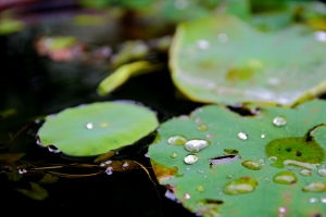 雨打荷葉