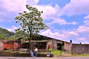 平溪線-菁桐桐花
