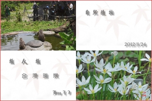 台中Wang~~自然隨拍……類人類…台灣獼猴