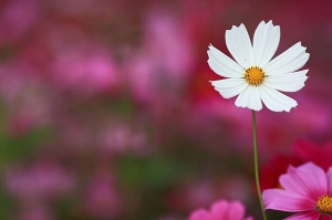 美濃花海半日遊