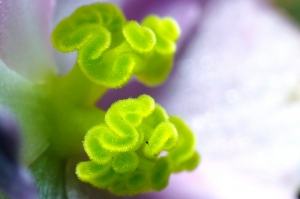 Sophies植物微距攝影集032