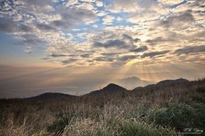 夕陽西下 芒草隨風飄