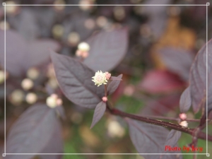 大溪紫蝶花影趣