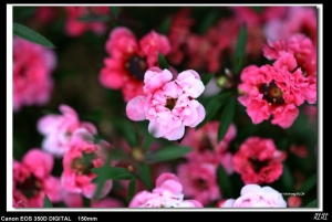 新竹十八尖山 賞花雜記