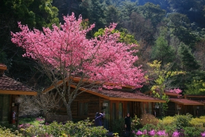 [5D][24-105]武陵 櫻花