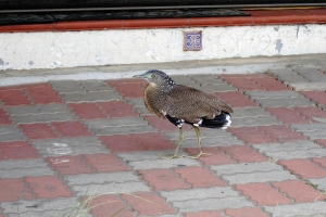 不知名鳥類請教