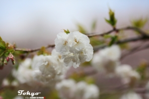 新宿御苑賞櫻花