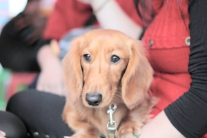 長毛臘腸~奶茶~