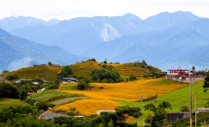 六十石山金針花海