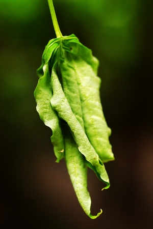 Sophies植物微距攝影集033