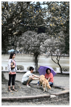 林口五月雪