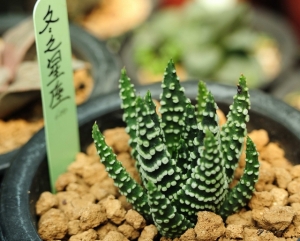 多肉植物---M42 老鏡 CZJ pancolar 50mm/f1.8