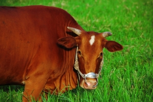 牛(哞)的異想世界