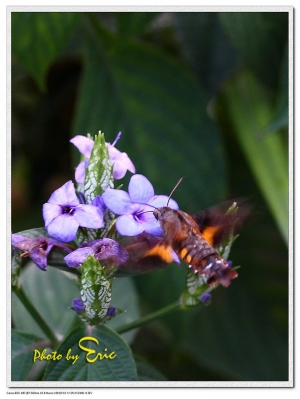 EFs 60mm macro初體驗