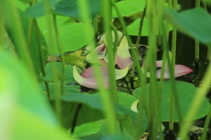 2011端午 清水港區藝術中心隨拍