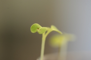 春節拍花