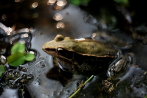 哈哈!這不是野放的牛蛙