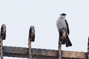 打鳥超難&失敗率99%之俯衝烏頭翁